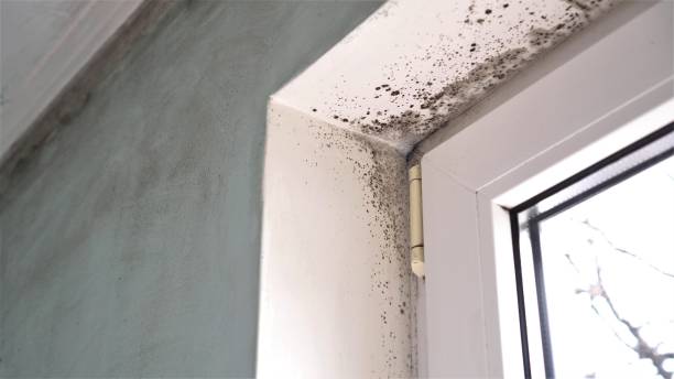 Best Mold Remediation for Specific Building Types in Melbourne, FL