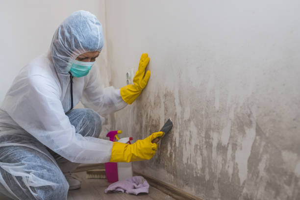 Professional Mold Remediation in Melbourne, FL